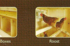 Chicken Coop Features