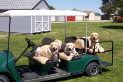 GOLF CART STRETCHED